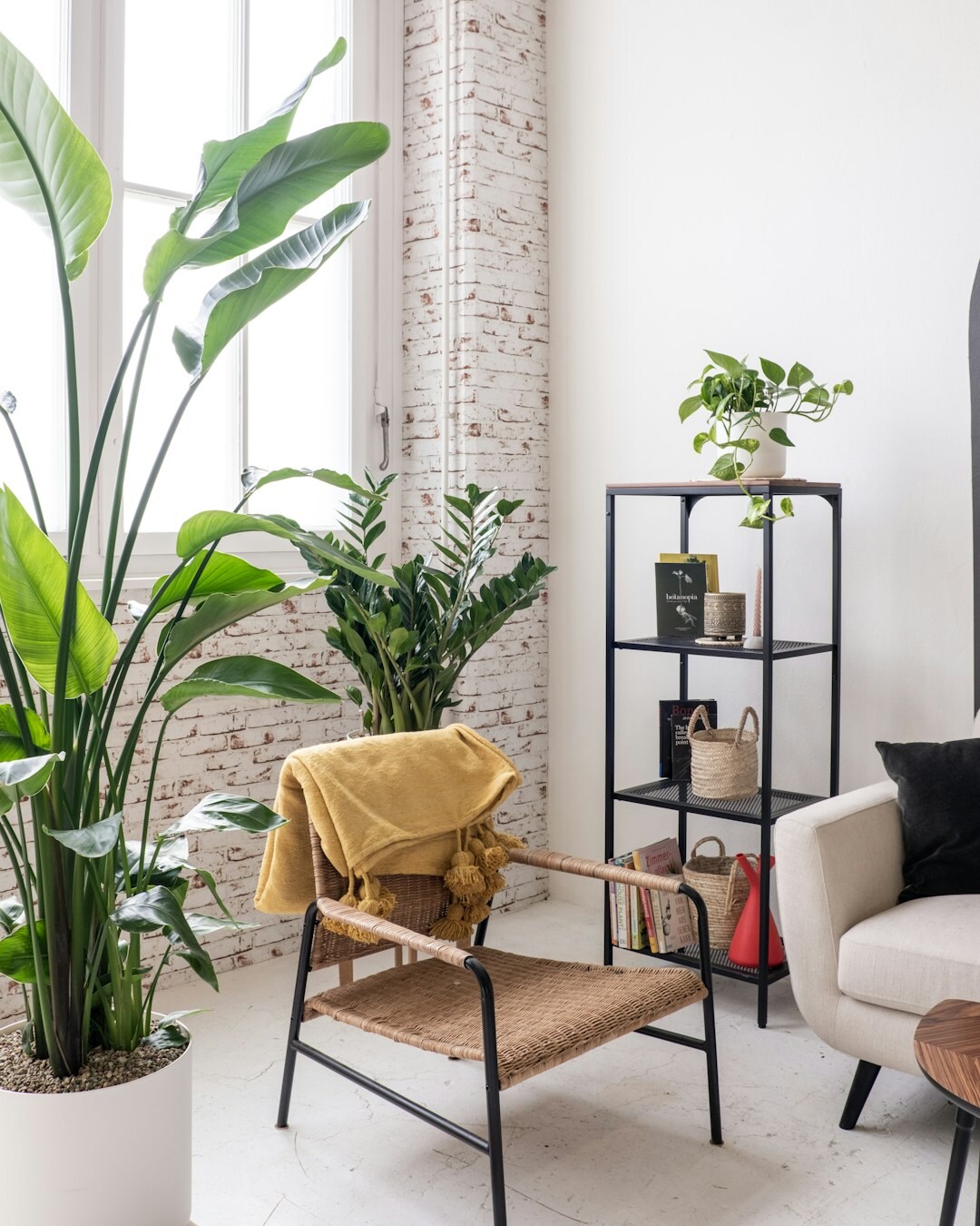 apartment plants collection