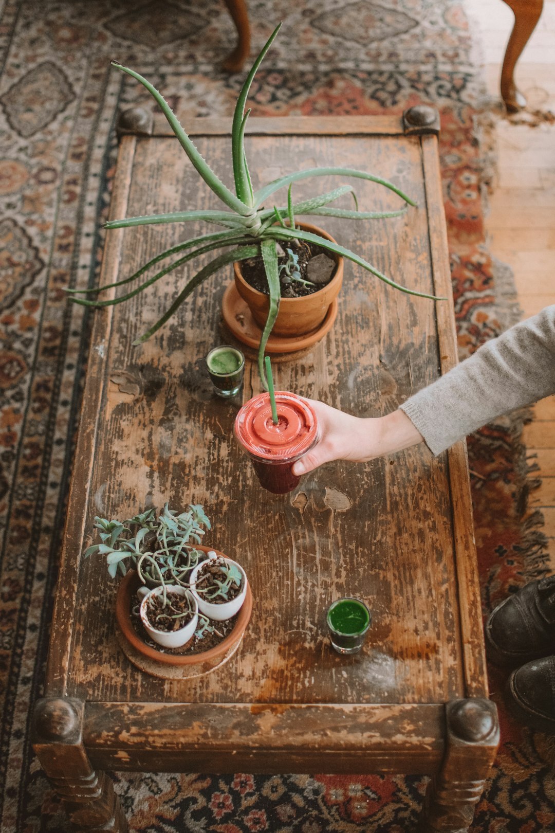 Hands repotting a small plant into a terracotta pot on a table