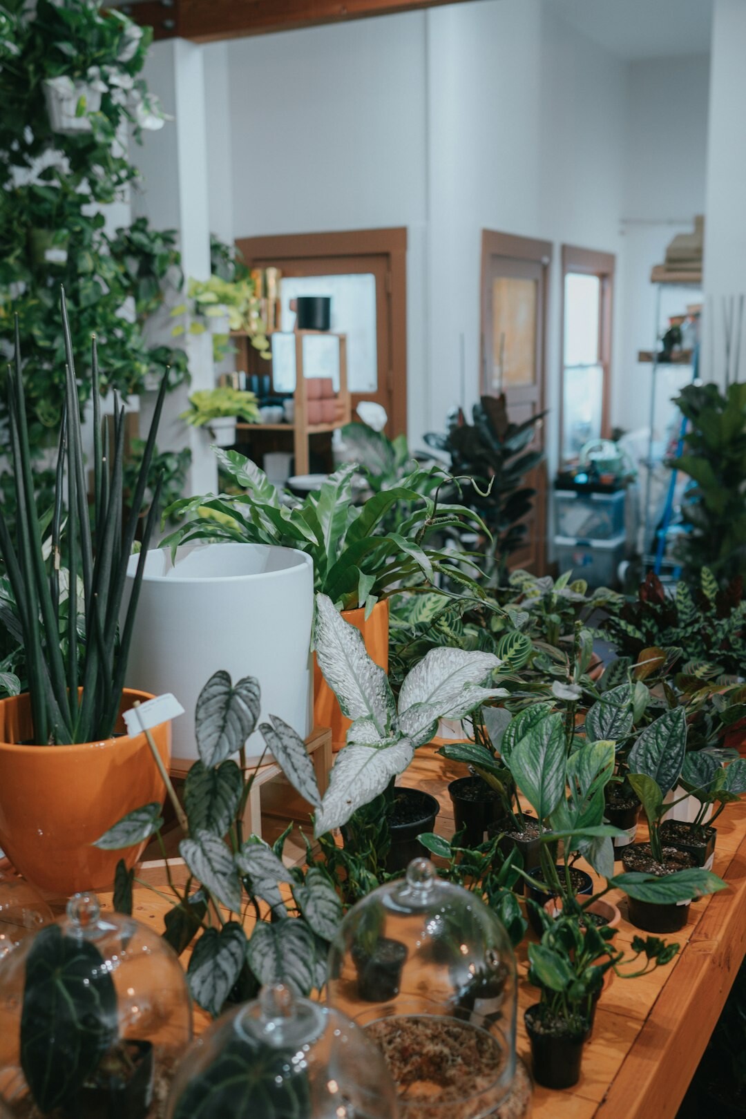 Collection of different potted plant species arranged on a table