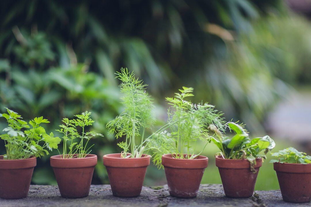 herbs in pots