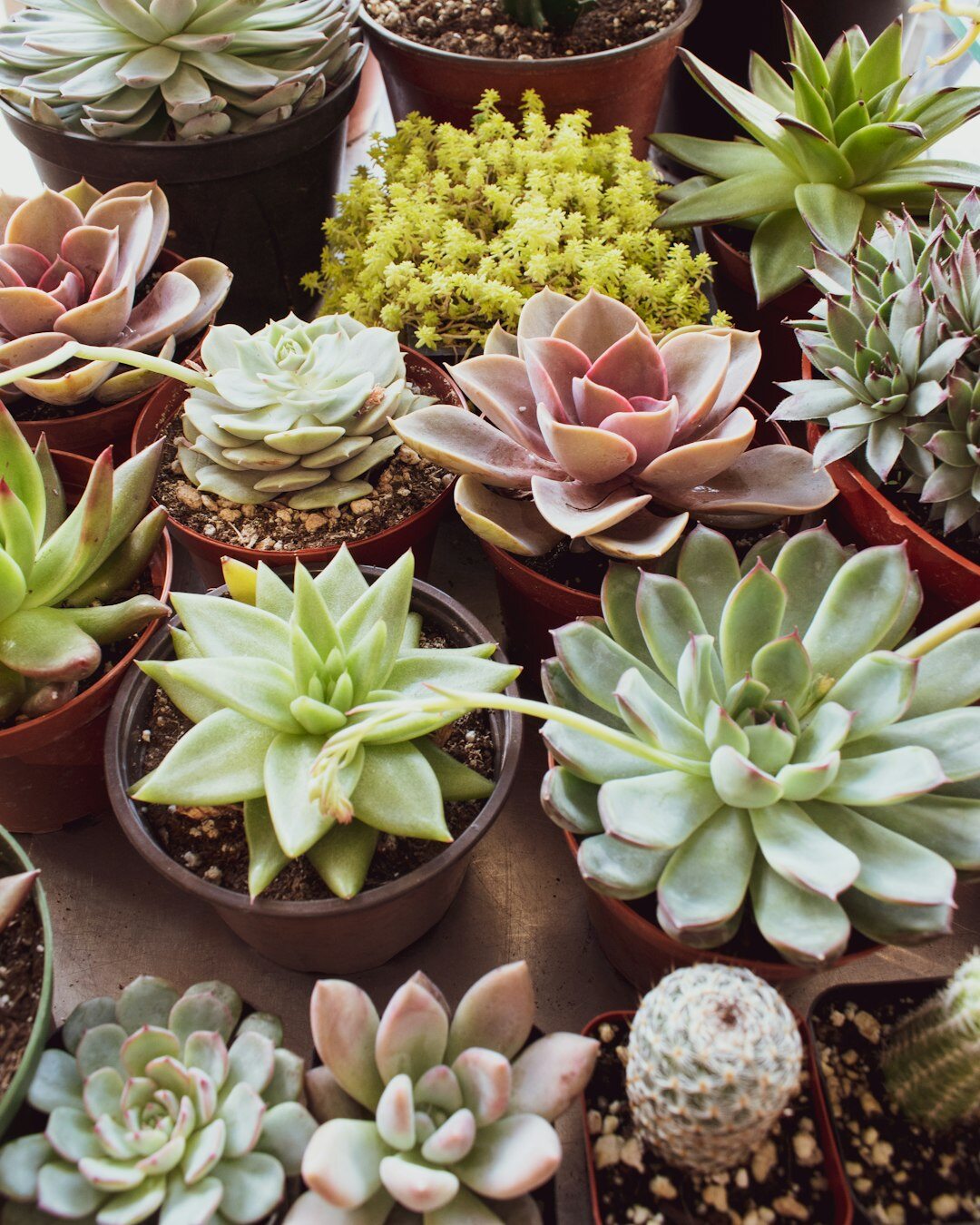 succulent plants indoor