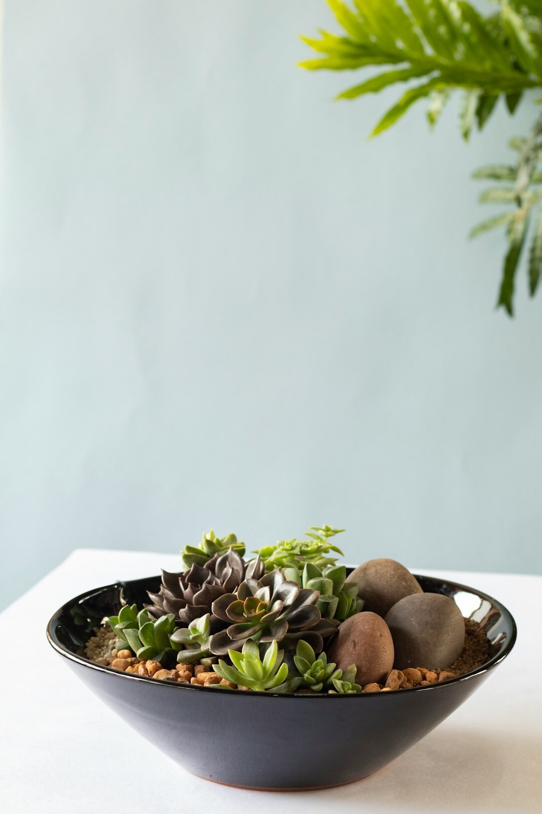succulent arrangement
