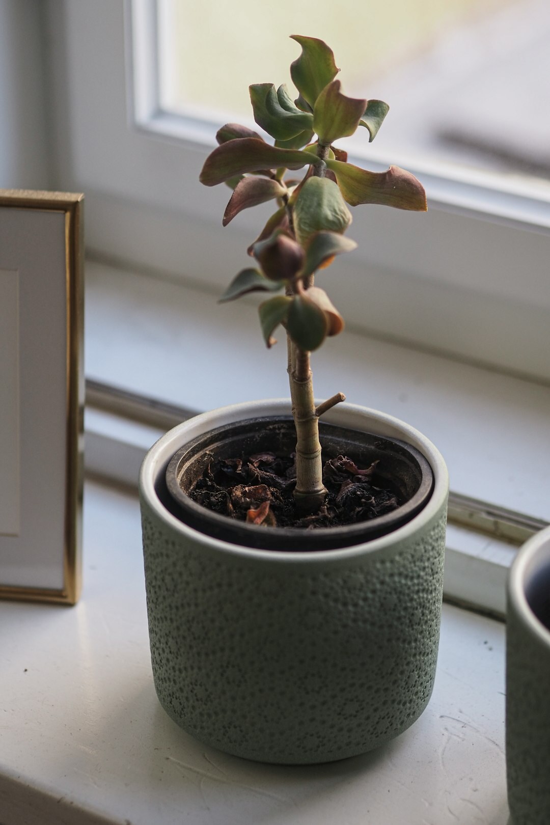 indoor plants on windowsill