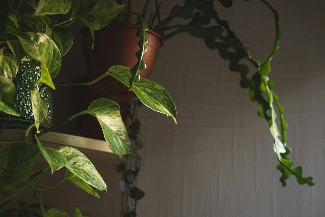 shelves with indoor plants