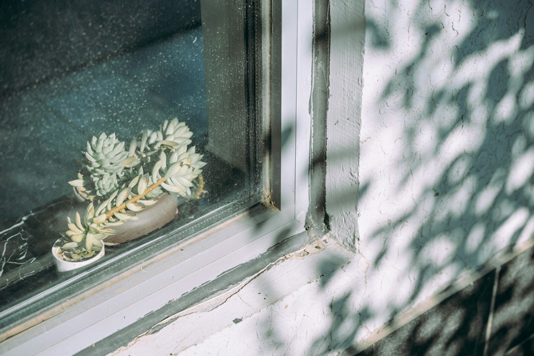 indoor plants on windowsill
