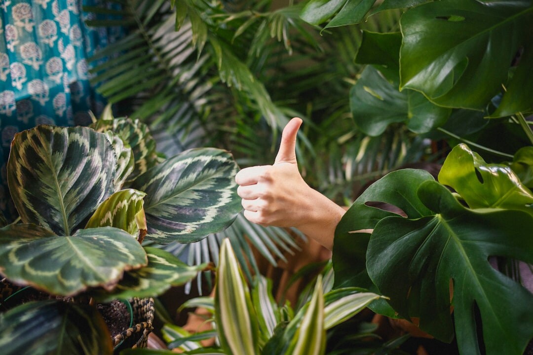 woman watering houseplants