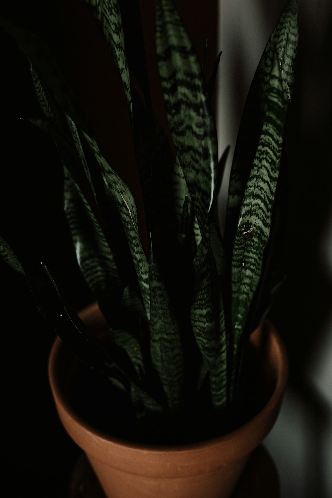 snake plant in pot