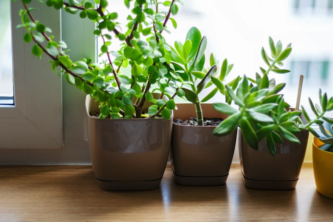 succulents in home