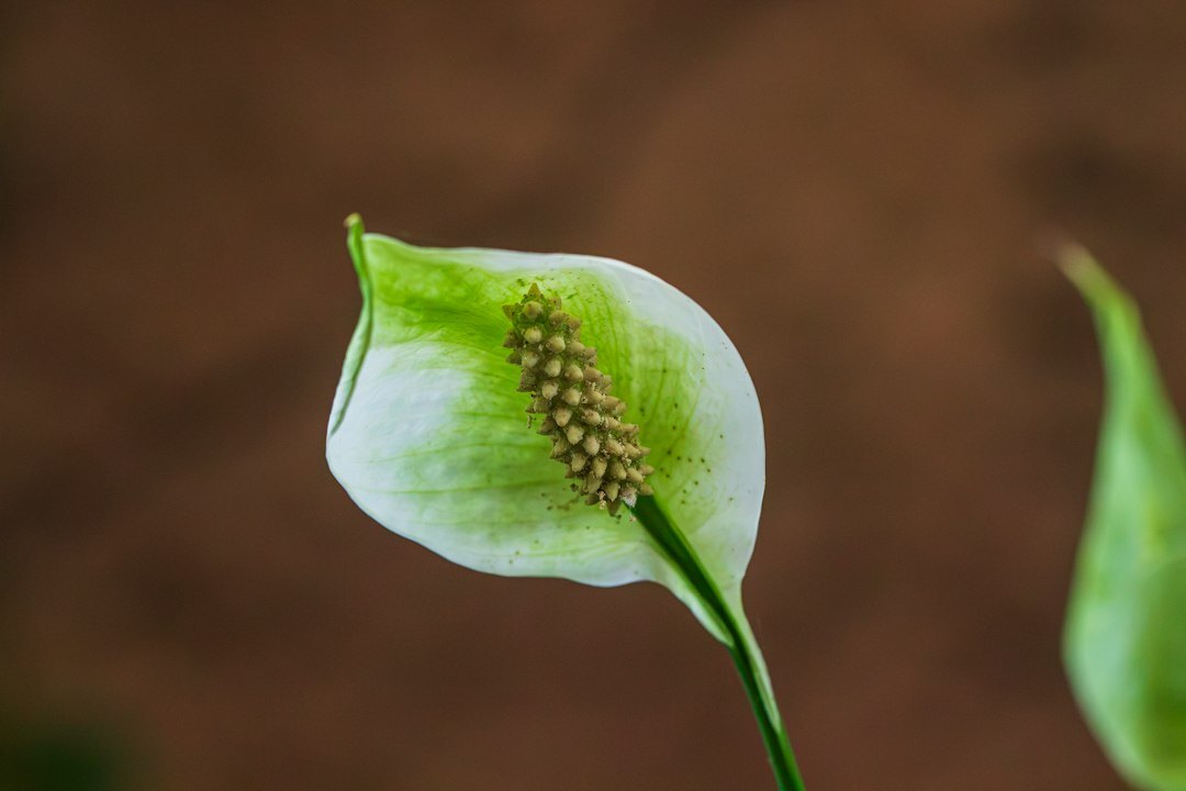 peace lily plant indoor