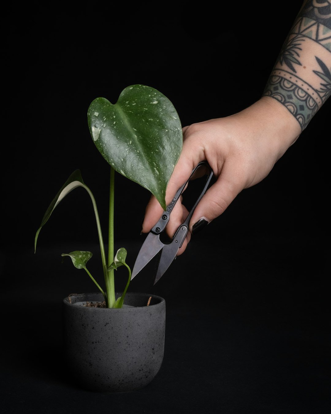 pruning houseplant