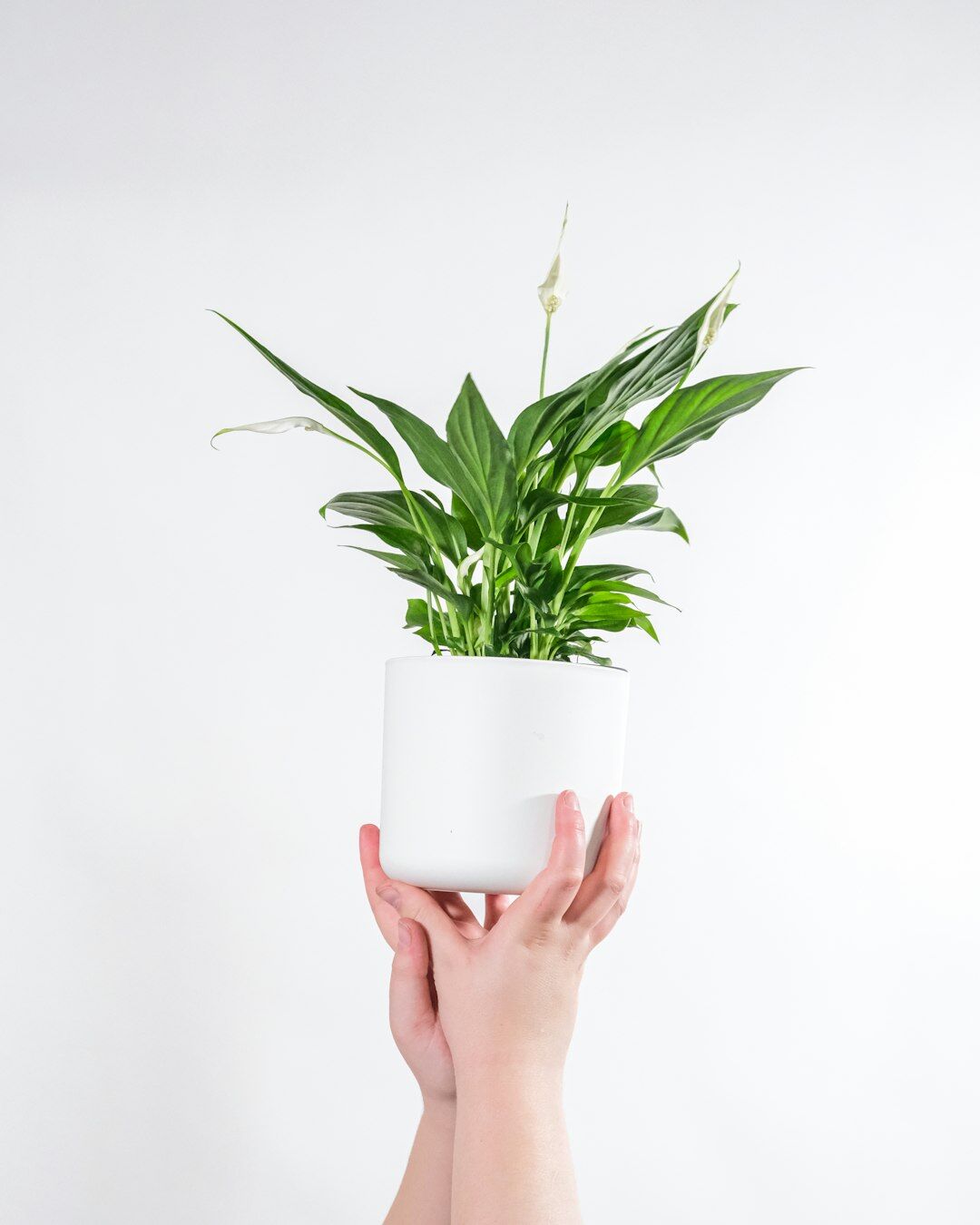 peace lily plant indoor