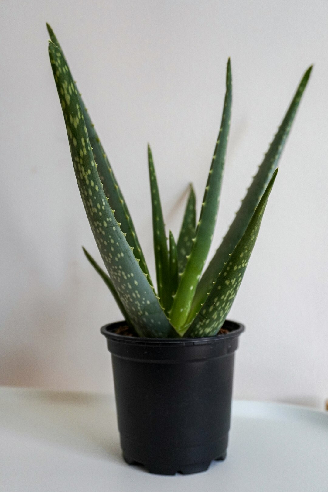 aloe vera plant