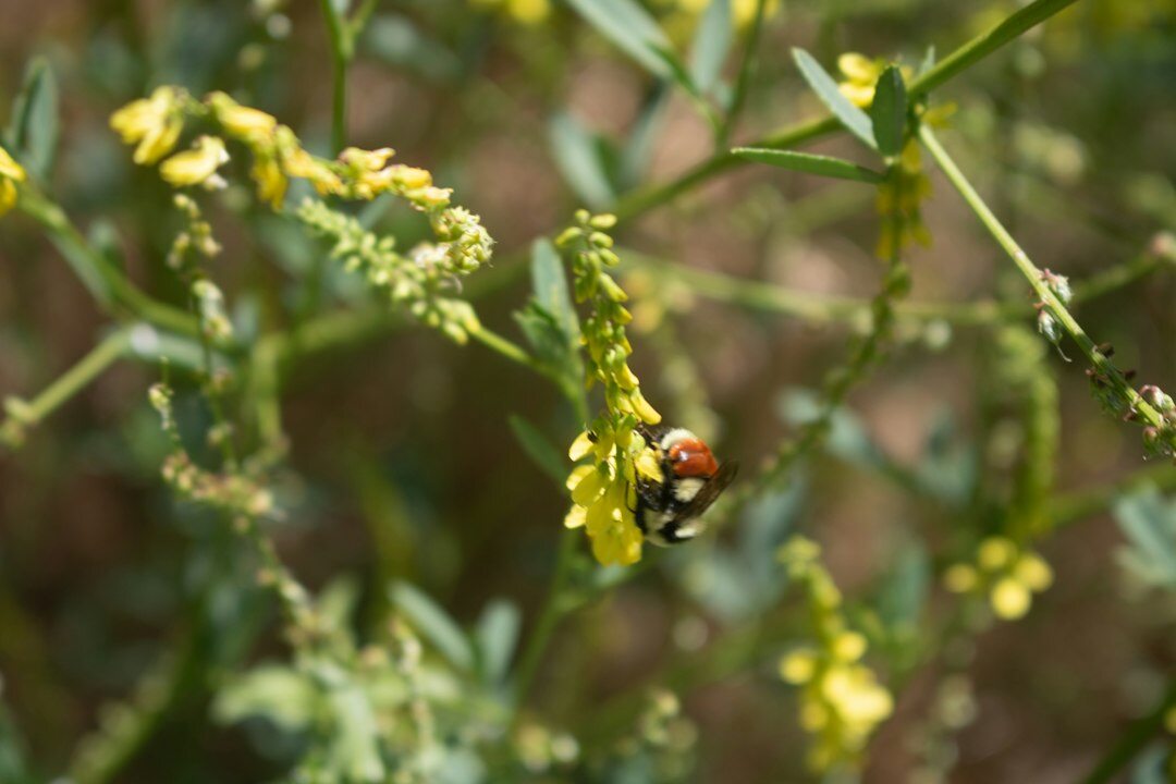 plant fertilizer