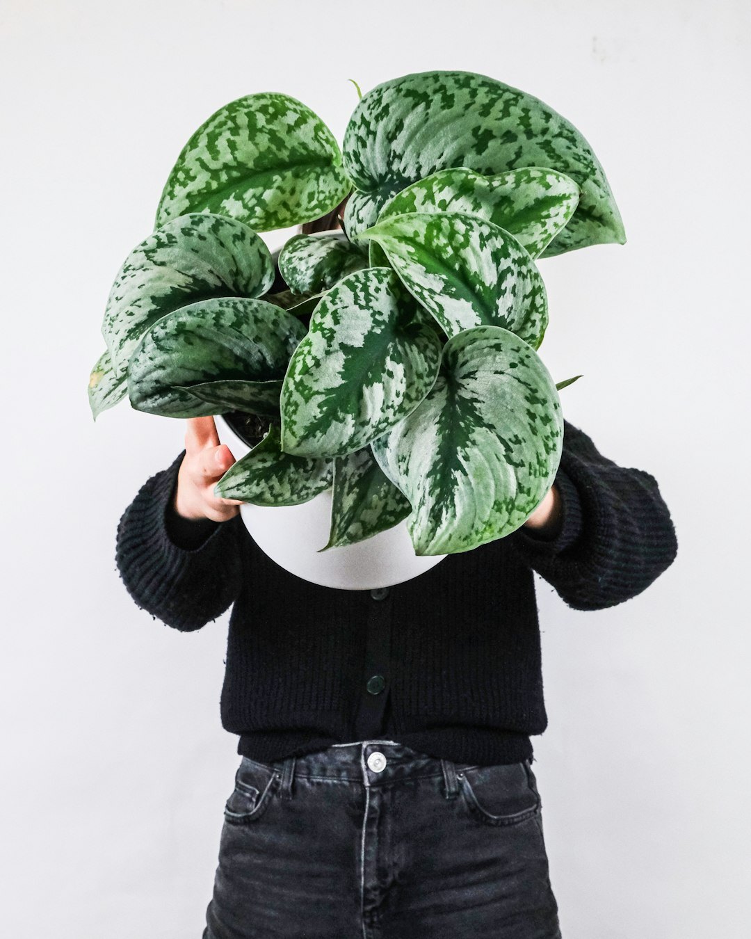 person watering houseplant