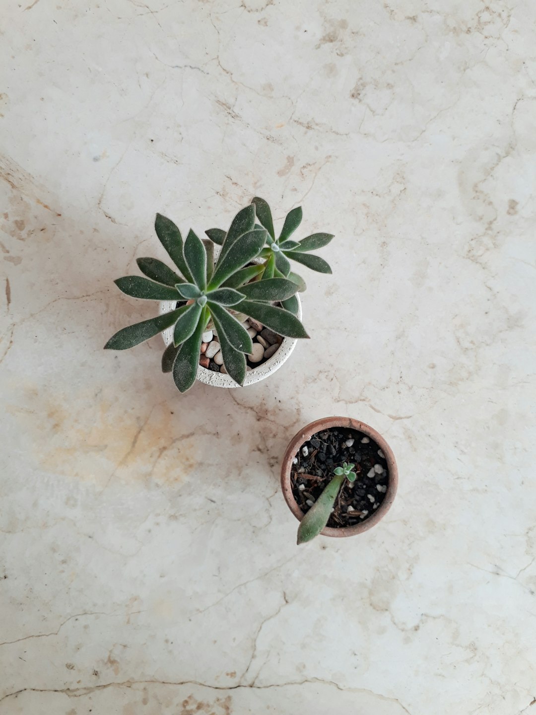 succulent plants indoor