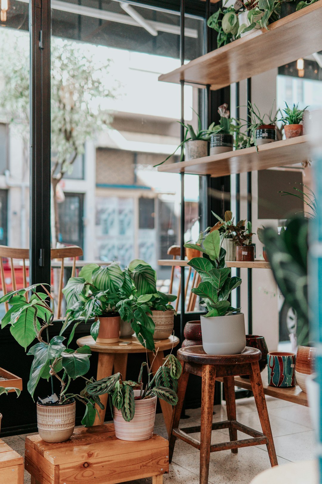 Wooden shelf with several potted indoor plants of different sizes